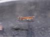 Lyonetia clerkella